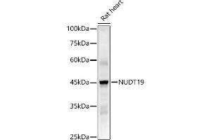 Western blot analysis of extracts of Rat heart, using NUDT19 antibody (ABIN7269070) at 1:1000 dilution.