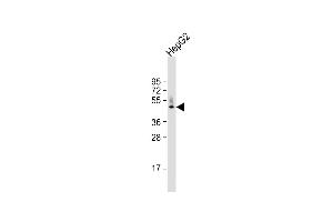 Anti-HPD Antibody (N-term) at 1:1000 dilution + HepG2 whole cell lysate Lysates/proteins at 20 μg per lane.