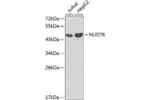 Western blot analysis of extracts of various cell lines using NUDT6 Polyclonal Antibody at dilution of 1:1000. (NUDT6 Antikörper)