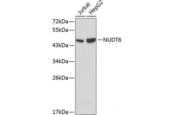 NUDT6 Antikörper