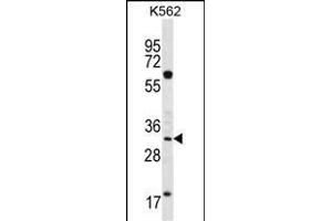 FCN3 Antibody (C-term) (ABIN656492 and ABIN2845769) western blot analysis in K562 cell line lysates (35 μg/lane). (FCN3 Antikörper  (C-Term))