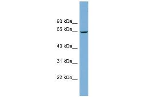 WB Suggested Anti-RACGAP1 Antibody Titration:  0.