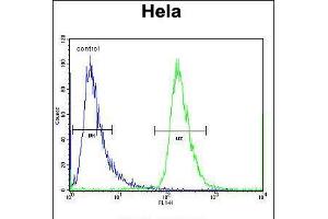 Flow cytometric analysis of Hela cells (right histogram) compared to a negative control cell (left histogram). (CHI3L2 Antikörper  (N-Term))