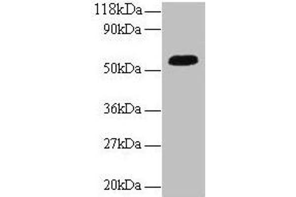 ICA1 Antikörper  (AA 1-268)