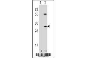 Western blot analysis of STK16 using rabbit polyclonal STK16 Antibody (S32) using 293 cell lysates (2 ug/lane) either nontransfected (Lane 1) or transiently transfected (Lane 2) with the STK16 gene.