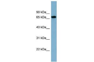 WB Suggested Anti-SNAG1 Antibody Titration: 0. (SNX18 Antikörper  (N-Term))