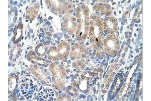Image no. 1 for anti-Advanced Glycosylation End Product-Specific Receptor (AGER) (C-Term) antibody (ABIN203377) (RAGE Antikörper  (C-Term))