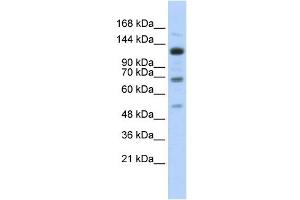 WB Suggested Anti-RFX1 Antibody Titration:  0. (RFX1 Antikörper  (Middle Region))