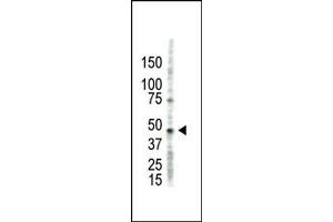 Image no. 1 for anti-Protein Arginine Methyltransferase 2 (PRMT2) (N-Term) antibody (ABIN356522) (PRMT2 Antikörper  (N-Term))