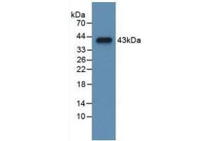 Western blot analysis of recombinant Mouse CCK. (Cholecystokinin Antikörper  (AA 1-115))