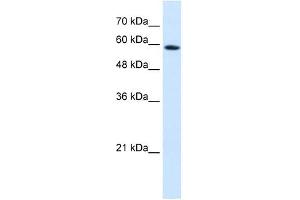 PSG9 antibody used at 0.