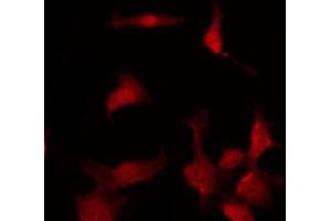 ABIN6267025 staining 293 by IF/ICC.