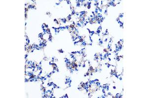 Immunohistochemistry of paraffin-embedded Rat lung using PKM2 Rabbit pAb (ABIN6128296, ABIN6145714, ABIN6145715 and ABIN6218076) at dilution of 1:100 (40x lens). (PKM Antikörper  (AA 11-221))
