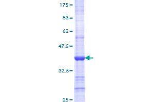 Cyclin B3 Protein (CCNB3) (AA 1296-1395) (GST tag)