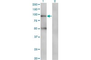 Western Blot analysis of TAP1 expression in transfected 293T cell line by TAP1 monoclonal antibody (M03), clone 3D10. (TAP1 Antikörper  (AA 241-350))