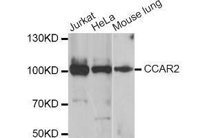 Western blot analysis of extracts of various cell lines, using CCAR2 antibody (ABIN5974285) at 1/1000 dilution.