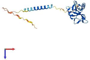 KLRB1F Protein (AA 1-217) (His tag)