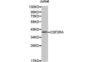 Western blot analysis of extracts of Jurkat cell line, using CSF2RA antibody. (CSF2RA Antikörper  (AA 23-150))