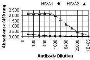 ELISA image for anti-Herpes Simplex Virus Type 2 ICP8 (HSV2 ICP8) antibody (ABIN265565) (HSV2 ICP8 Antikörper)