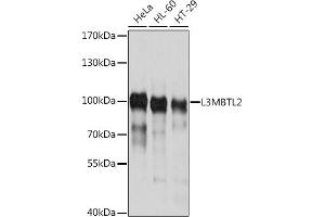Western blot analysis of extracts of various cell lines, using L3MBTL2 antibody (ABIN6130517, ABIN6143059, ABIN6143060 and ABIN6214548) at 1:1000 dilution.