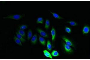 Immunofluorescent analysis of A549 cells using ABIN7165668 at dilution of 1:100 and Alexa Fluor 488-congugated AffiniPure Goat Anti-Rabbit IgG(H+L)