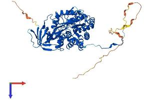 DPYSL3 Protein (AA 1-570) (His tag)