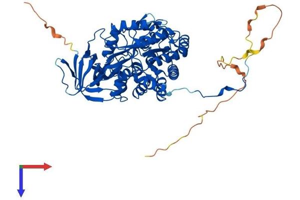 DPYSL3 Protein (AA 1-570) (His tag)