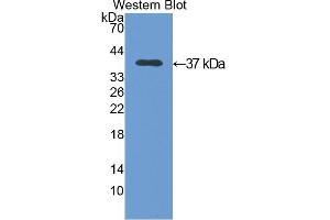 Western blot analysis of the recombinant protein. (Annexin V Antikörper  (AA 1-319))