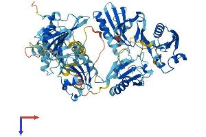 Scinderin Protein (SCIN) (AA 1-715) (His tag)