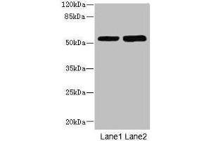 Western blot All lanes: CHRNE antibody at 1. (CHRNE Antikörper  (AA 21-239))