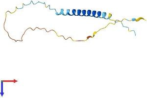 TCEAL8 Protein (AA 1-117) (His tag)