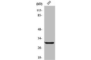 Western Blot analysis of HT29 cells using ABCC13 Polyclonal Antibody (ABCC13 Antikörper  (Internal Region))