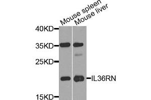 Western blot analysis of extract of mouse spleen and mouse liver cells, using IL36RN antibody. (FIL1d Antikörper)