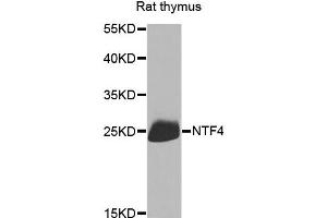 Western blot analysis of extracts of rat thymus, using NTF4 antibody.