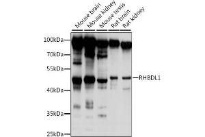 Western blot analysis of extracts of various cell lines, using RHBDL1 antibody (ABIN7269979) at 1:1000 dilution. (RHBDL1 Antikörper)