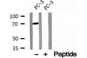 Western blot analysis of extracts of PC-3 cells, using ENOX2 antibody. (ENOX2 Antikörper  (N-Term))