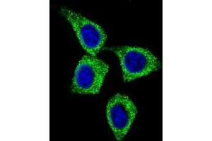 Confocal immunofluorescent analysis of BCL3 Antibody (Center) (Cat#AP50358PU-N) with Hela cell followed by Alexa Fluor 488-conjugated goat anti-rabbit lgG (green).