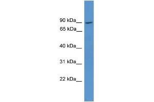 WB Suggested Anti-NCKIPSD Antibody Titration: 1. (NCKIPSD Antikörper  (Middle Region))