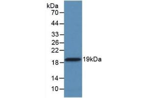 Detection of Recombinant CYPA, Human using Monoclonal Antibody to Cyclophilin A (CYPA) (PPIA Antikörper  (AA 2-165))