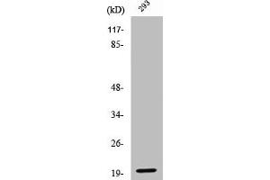 Western Blot analysis of 293 cells using Cleaved-Ephrin-A2 (N188) Polyclonal Antibody (Ephrin A2 Antikörper  (Cleaved-Asn188))