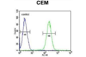 5HT3E Antibody (Center) flow cytometric analysis of CEM cells (right histogram) compared to a negative control cell (left histogram).