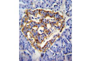 CUZD1 Antibody (C-term) (ABIN655091 and ABIN2844724) immunohistochemistry analysis in formalin fixed and paraffin embedded human pancrease tissue followed by peroxidase conjugation of the secondary antibody and DAB staining. (CUZD1 Antikörper  (C-Term))