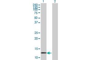 Western Blot analysis of HBZ expression in transfected 293T cell line by HBZ MaxPab polyclonal antibody. (HBZ Antikörper  (AA 1-142))