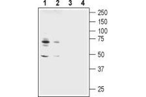 Western Blotting (WB) image for anti-Amiloride-Sensitive Cation Channel 2, Neuronal (ACCN2) (AA 469-488), (Intracellular) antibody (ABIN7042914)