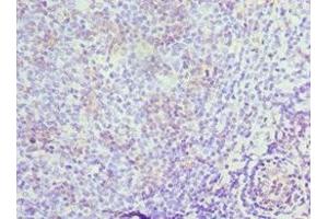Immunohistochemistry of paraffin-embedded human tonsil tissue using ABIN7150623 at dilution of 1:100 (Mre11 Antikörper  (AA 1-205))