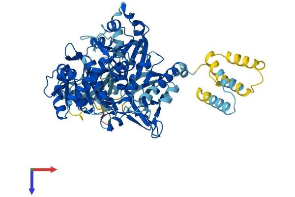 SLC27A5 Protein (AA 1-690) (His tag)