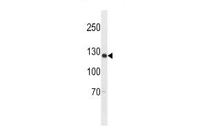 Western blot analysis in U-937 cell line lysates (35ug/lane). (SGOL2 Antikörper  (AA 391-419))