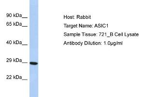 Western Blotting (WB) image for anti-Amiloride-Sensitive Cation Channel 2, Neuronal (ACCN2) (N-Term) antibody (ABIN2776126)