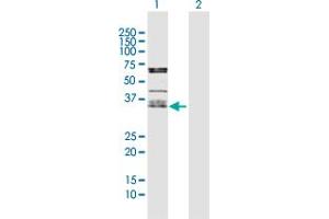 Western Blot analysis of OLR1 expression in transfected 293T cell line by OLR1 MaxPab polyclonal antibody.