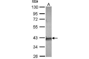 WB Image Sample (30 ug of whole cell lysate) A: A549 10% SDS PAGE antibody diluted at 1:10000 (FDPS Antikörper)